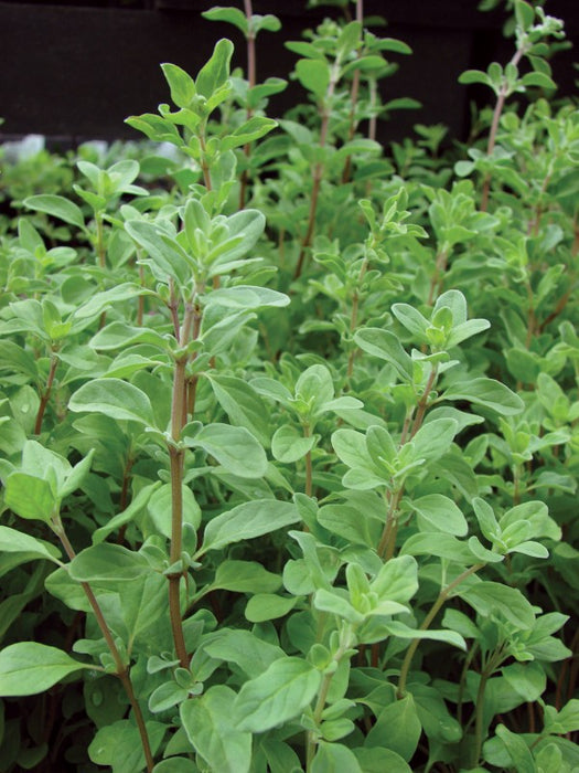Marjoram - Origanum majorana from Kenya