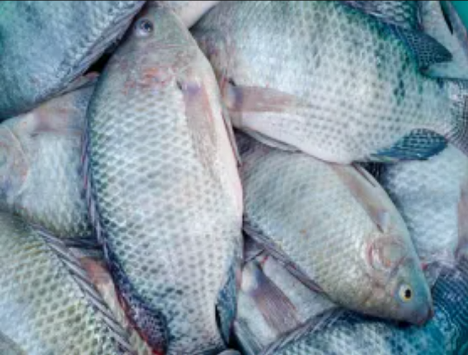 Chambo (Tilapia) from Malawi