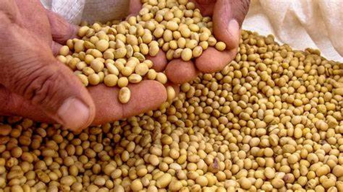 Soya from Malawi