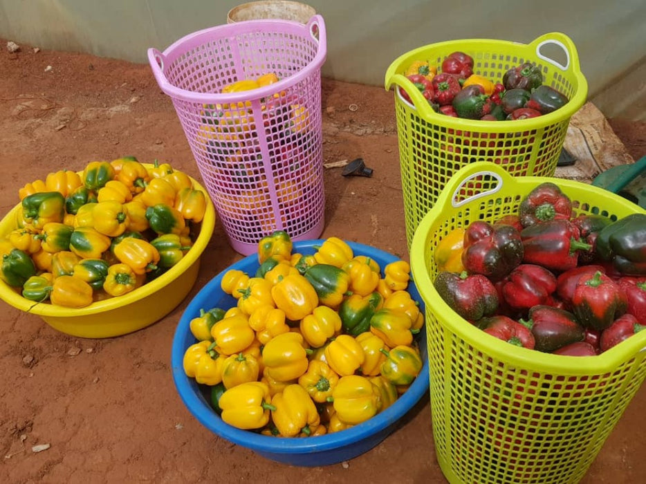 Sweet Pepper from Rwanda
