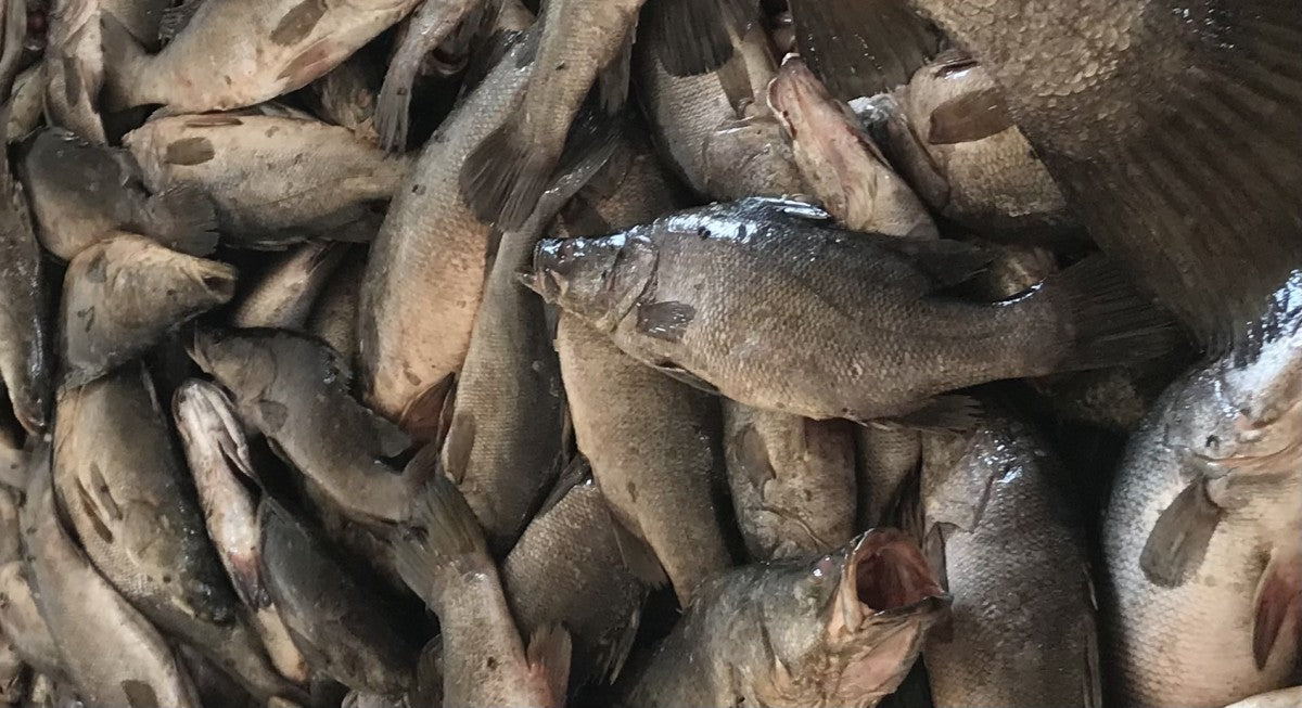 Nile Perch from Tanzania