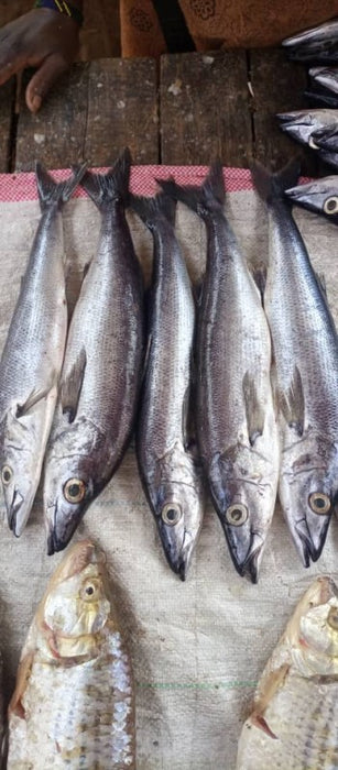 Lates stappersii, the Sleek lates (MGEBUKA,MIKEKE) from Tanzania