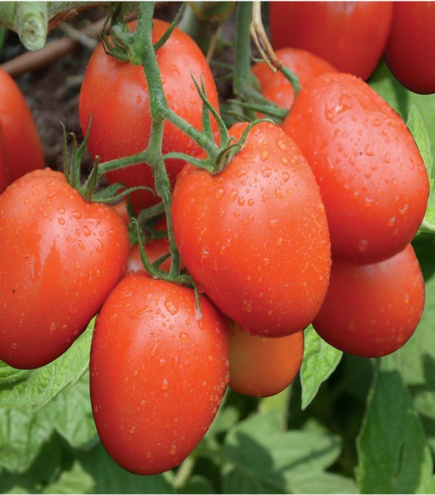 Tomatoes from Tanzania