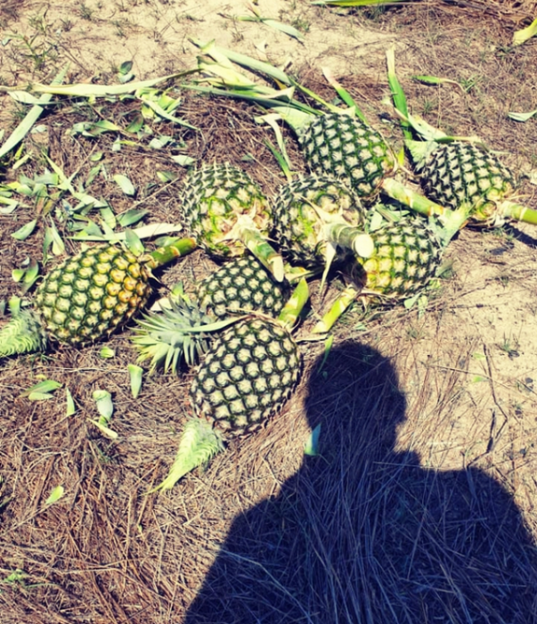 Golden Pineapples from Tanzania