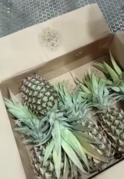 PINNEAPPLE from Tanzania
