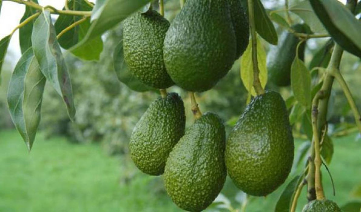 Hass Avocado from Tanzania