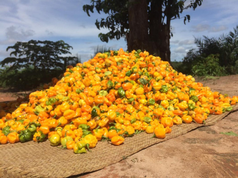 Yellow Habanero from Tanzania
