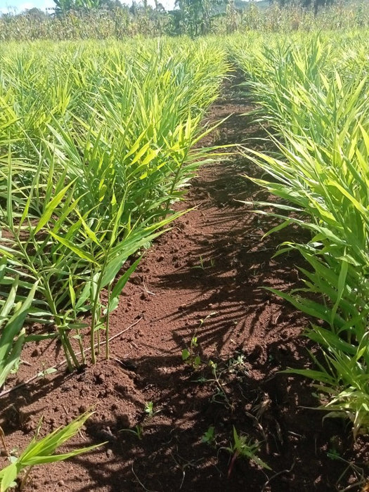 Fresh Organic Ginger from Tanzania