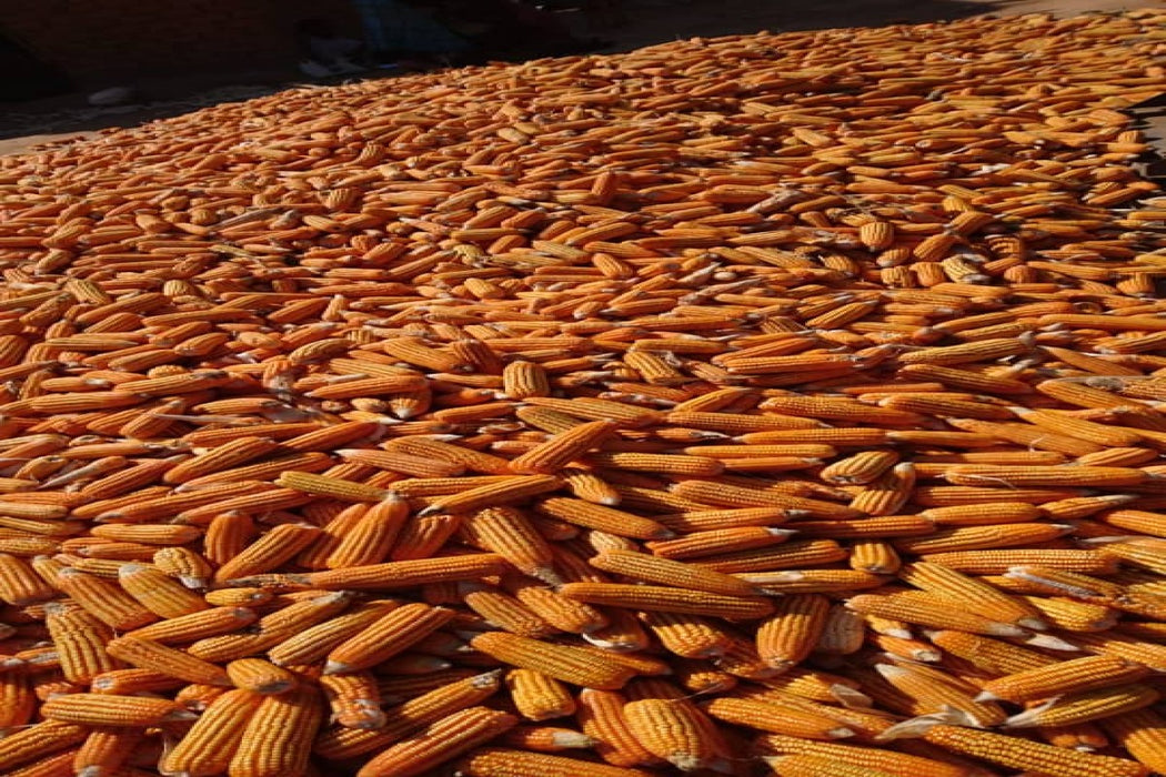 Yellow Corn from Tanzania