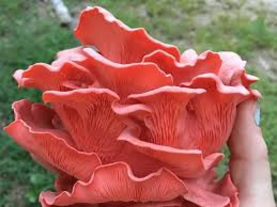 Oyster Mushrooms. from Tanzania