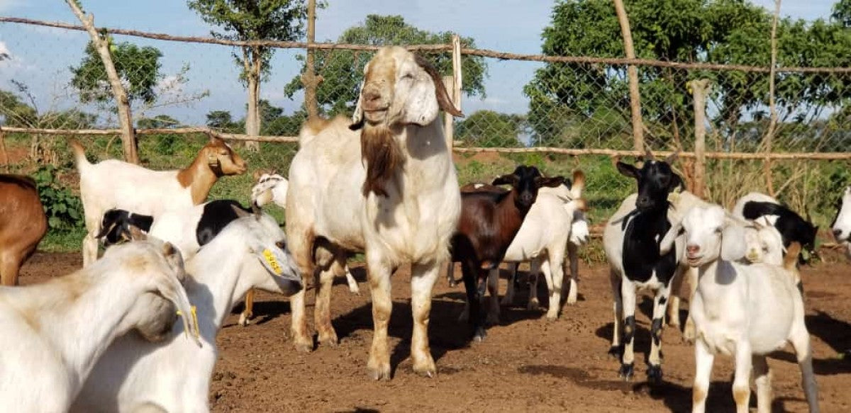 Live goats from Uganda