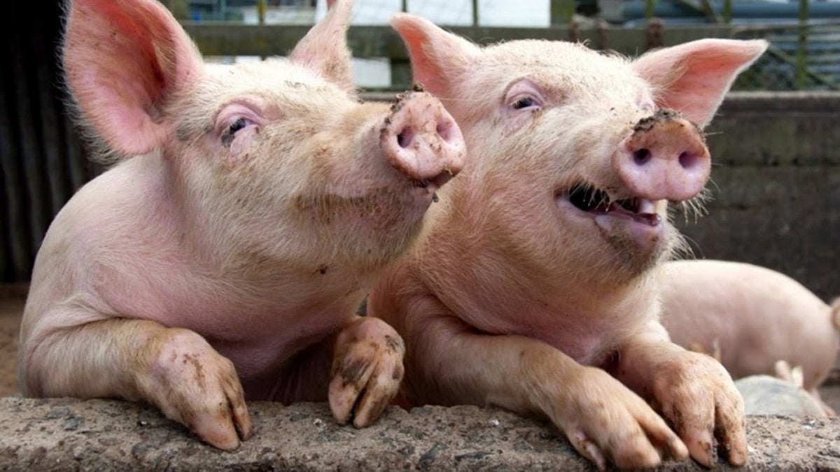 Pork from Uganda
