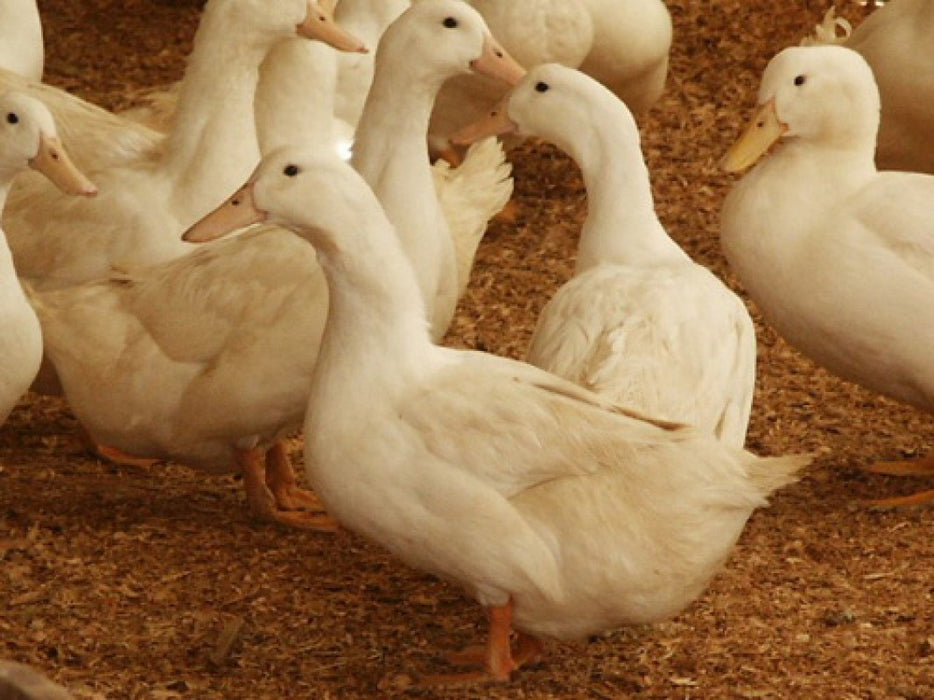 Duck Meat from Uganda