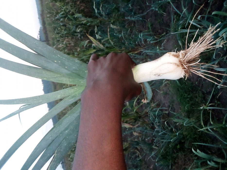 Leeks from Uganda