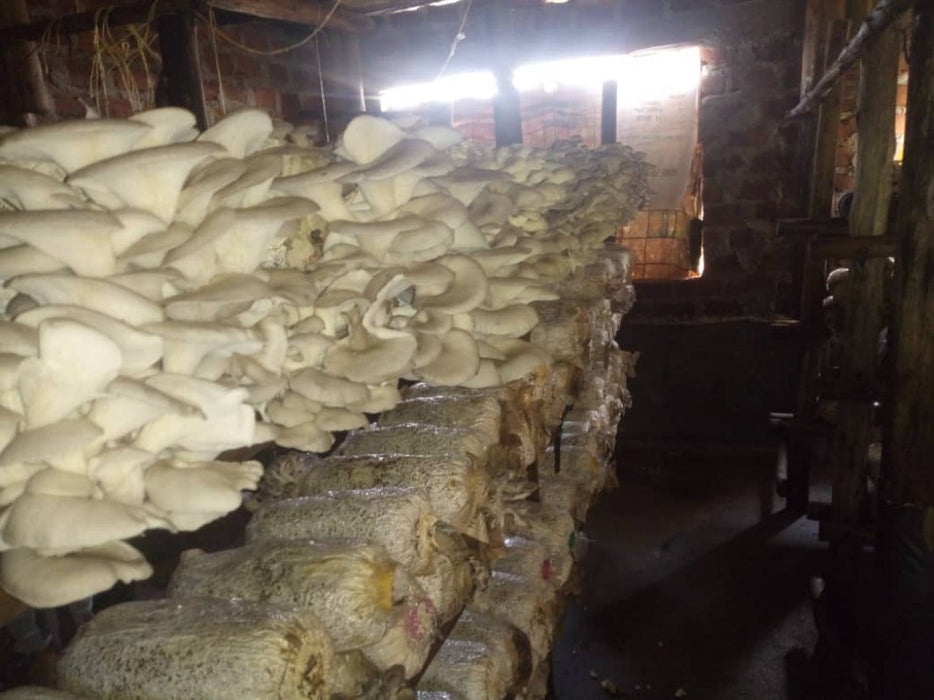 Mushrooms from Uganda