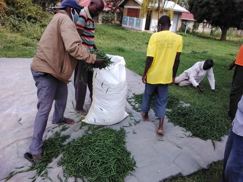 Green Chillies from Uganda