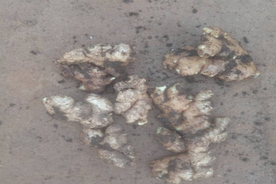 Indegenous Ginger from Uganda