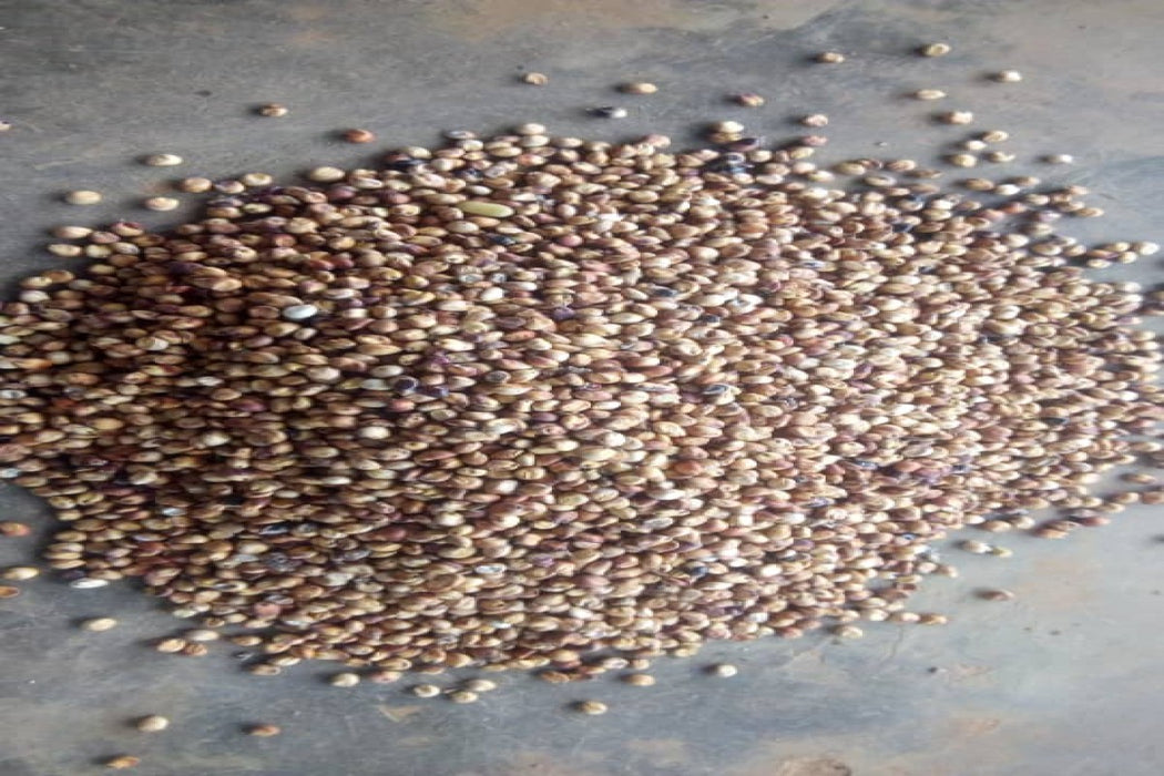 Sorghum from Uganda