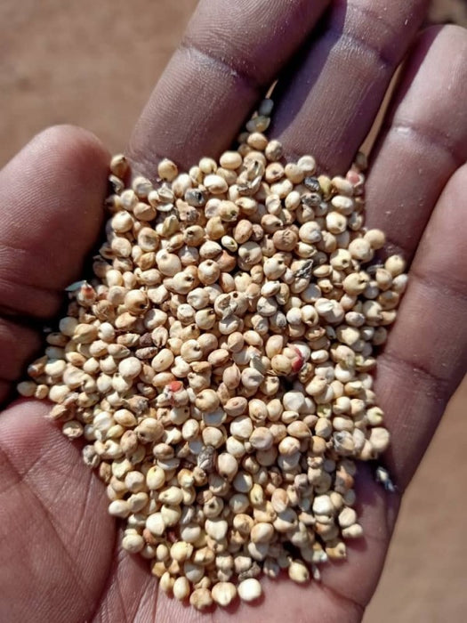 White Sorghum from Uganda