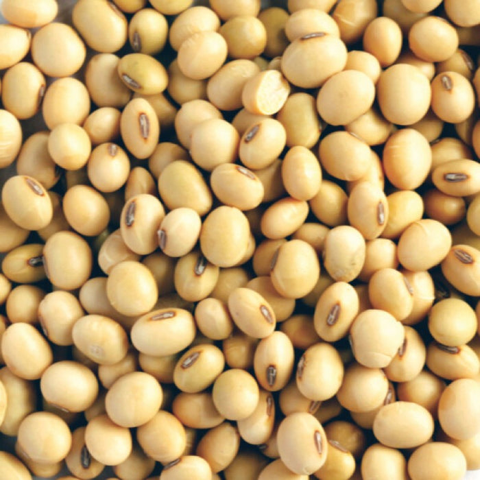 Soya Beans from Uganda