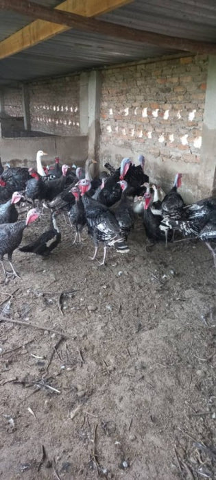 Turkey's from Zimbabwe
