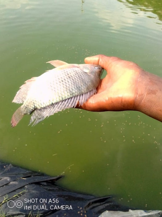 Tilapia Breams from Zimbabwe