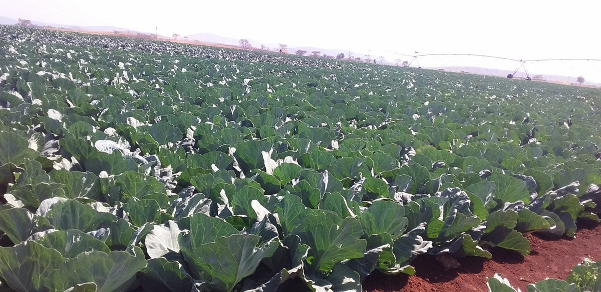 Cabbage from Zimbabwe