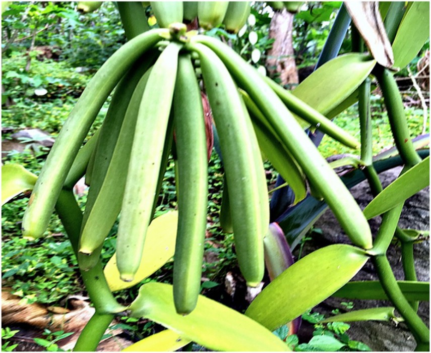 Raw Vanilla Beans from Uganda
