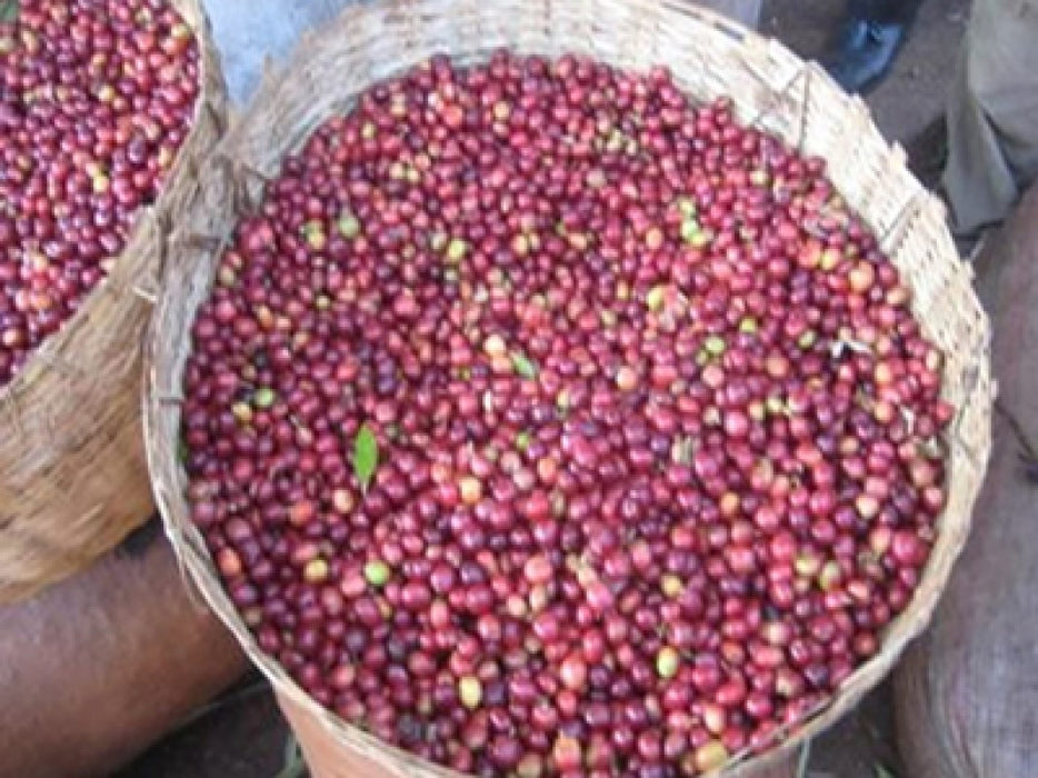 Green Abba Buna Coffee from Ethiopia