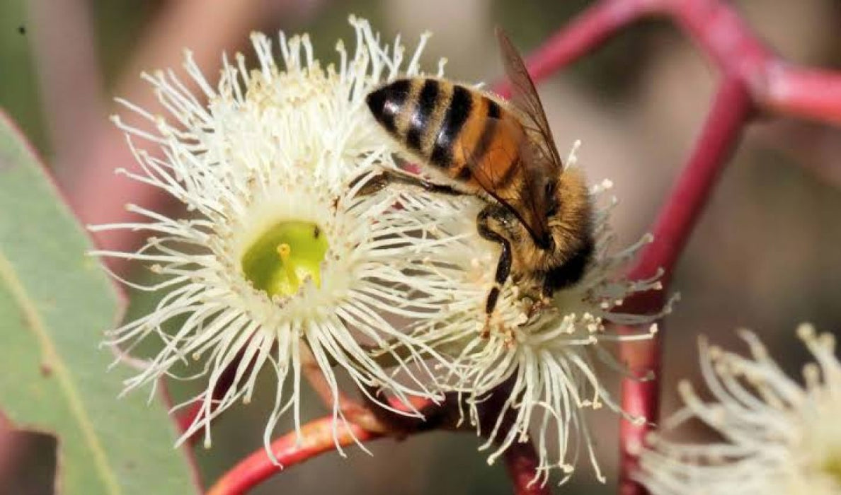 Eucalyptus Honey from Kenya