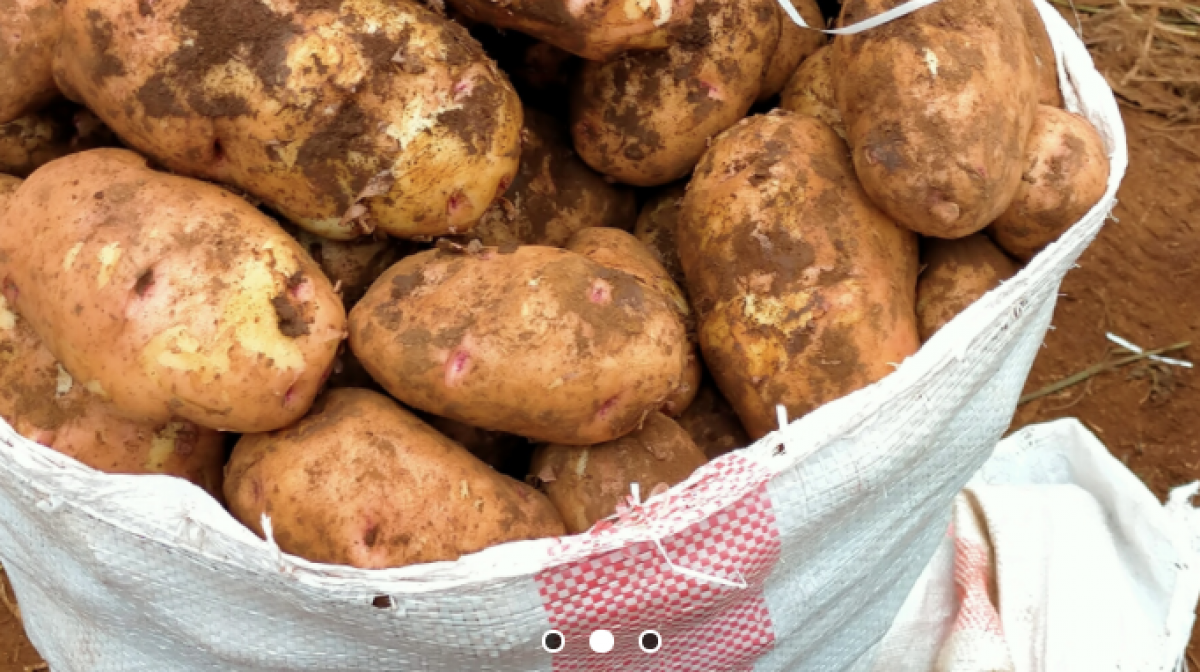 Fresh Irish Potatoes from Kenya