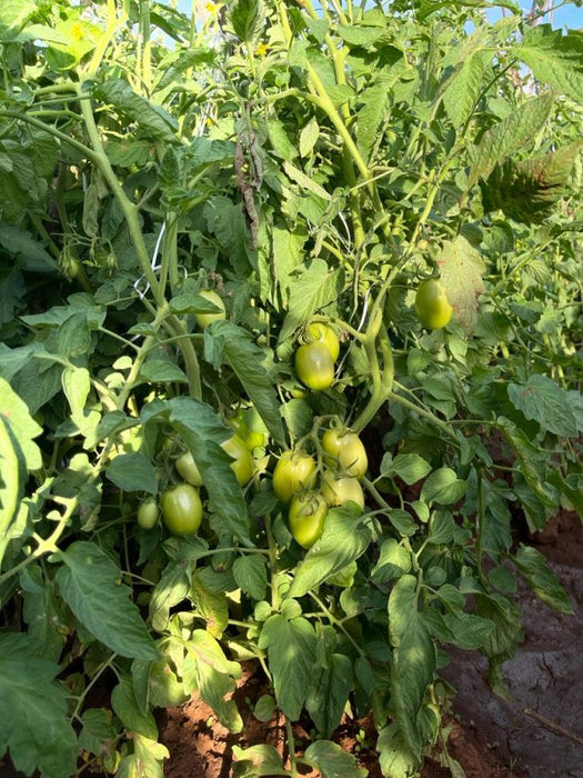 Tomatoes from Kenya