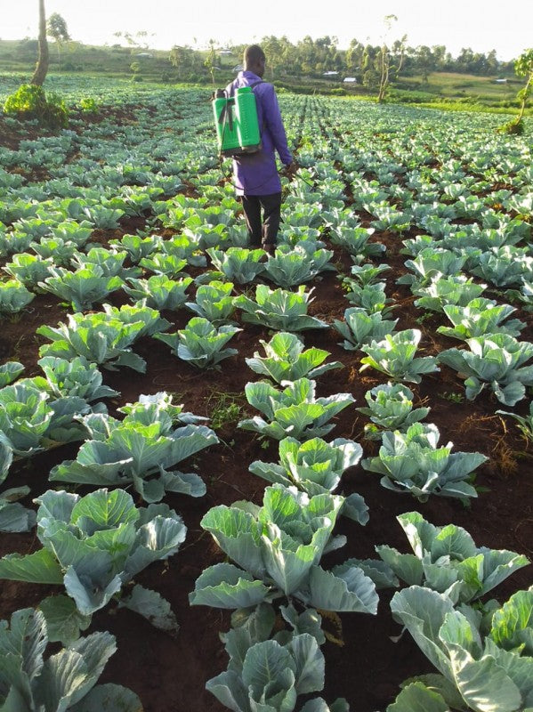 Cabbage from Kenya