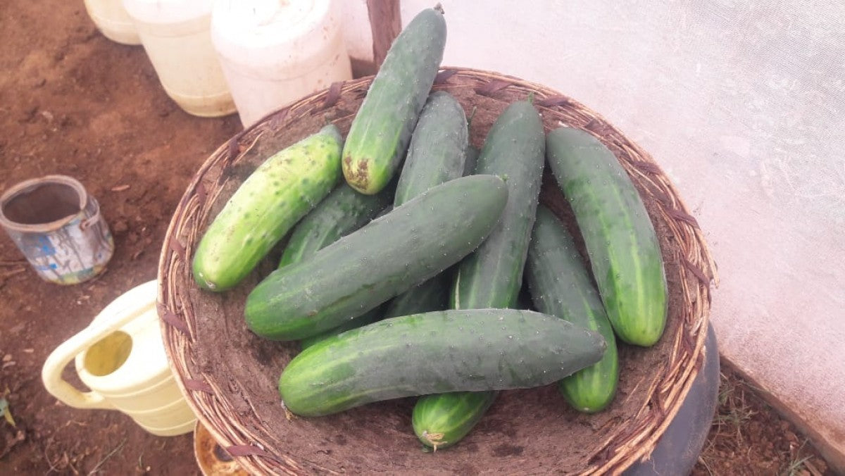 Cucumber from Kenya