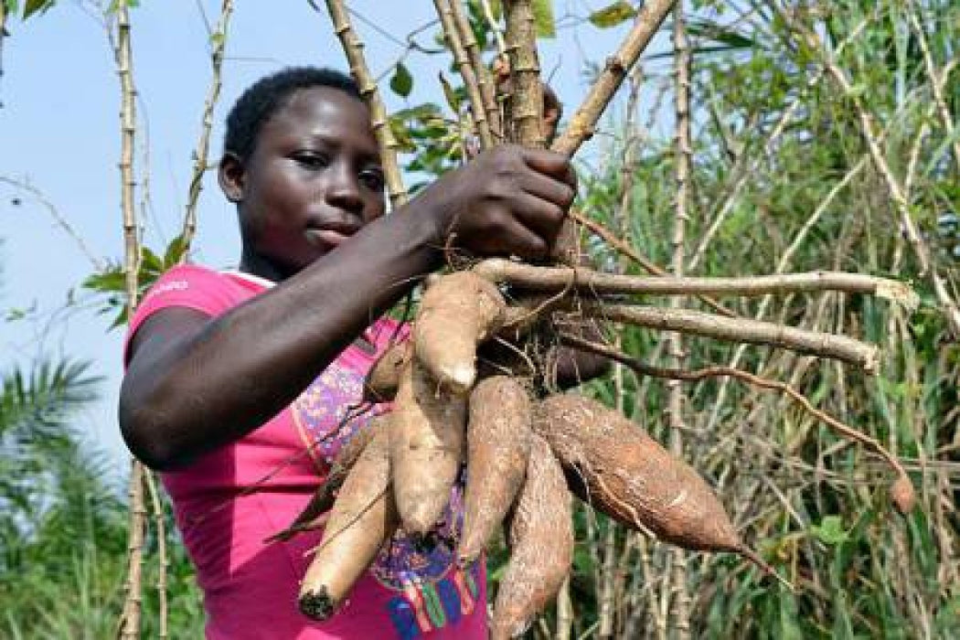 Cassava from Kenya