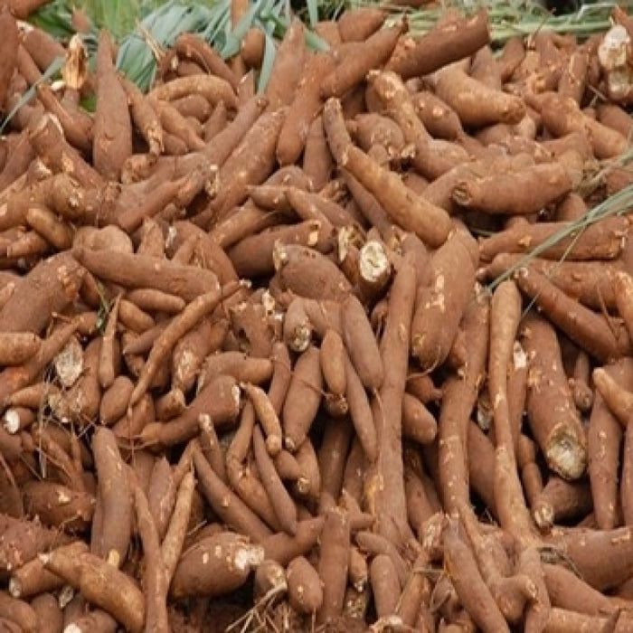 Fresh farm cassava from Kenya