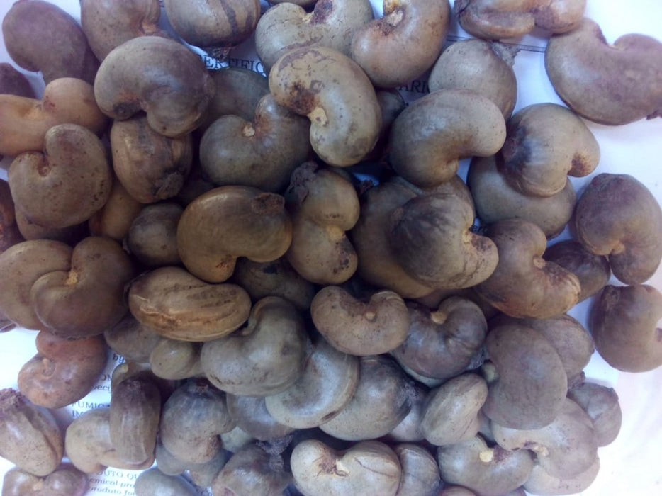 Raw Cashew Nuts from Kenya