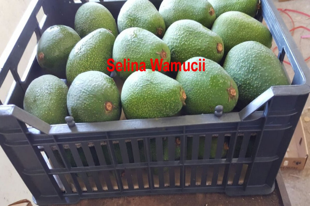 Fuerte Avocados from Kenya