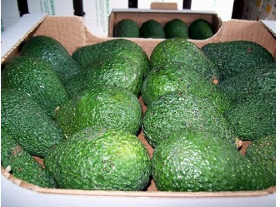 Hass Avocados from Kenya