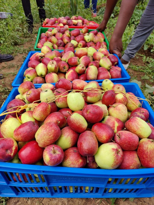 Organic Apples from Kenya