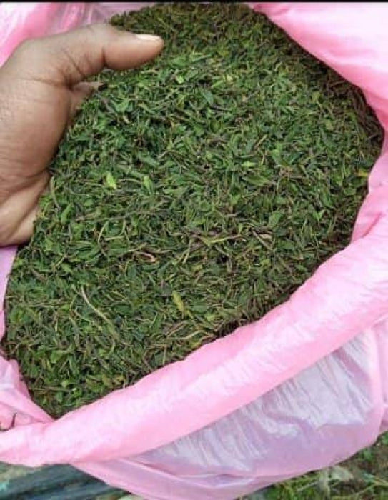 Green Tea from Kenya