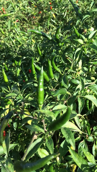 Green Chilies from Kenya