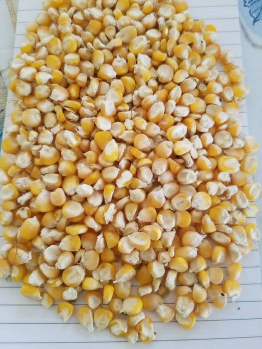 Yellow maize from Malawi