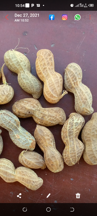 Groundnuts from Malawi