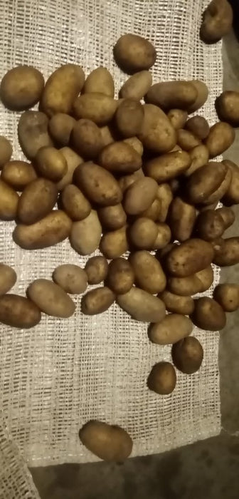 Potatoes from Kenya