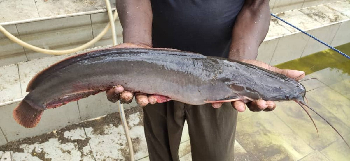 Catfish fresh from Tanzania