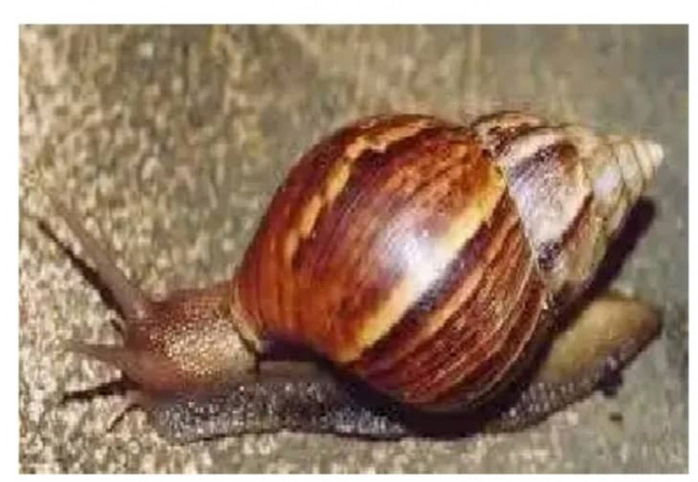 Live African Snails from Tanzania