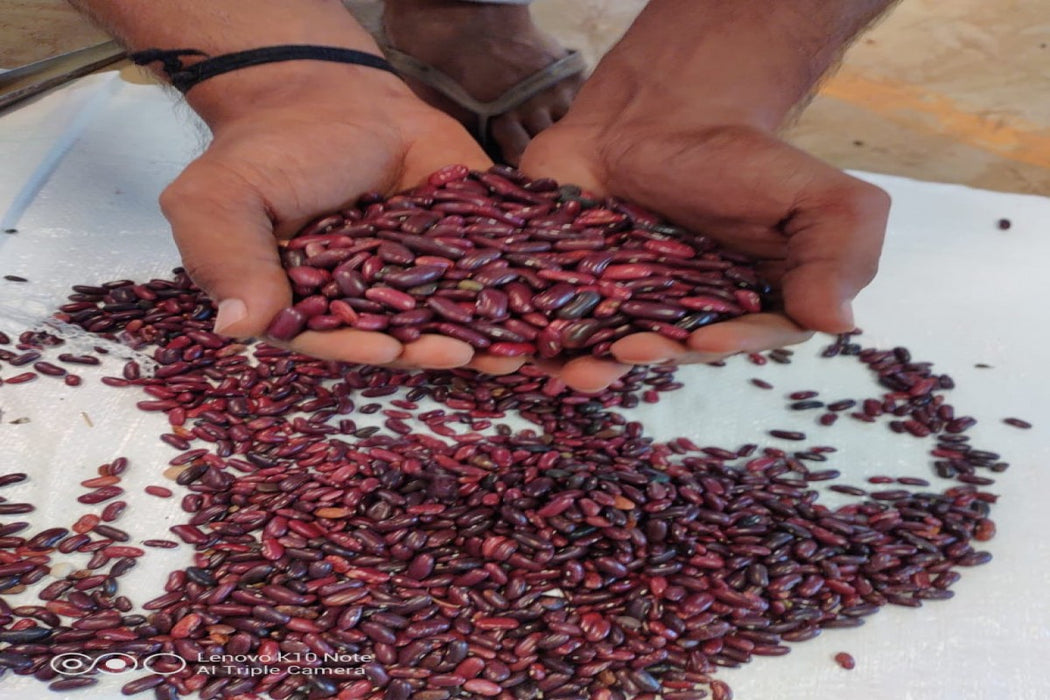 Red kidney beans from Tanzania