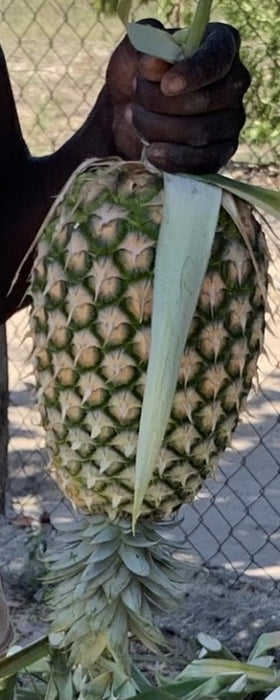 Pineapples from Tanzania