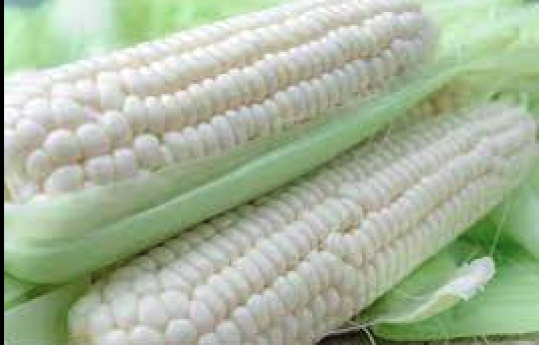 corn / maize from Tanzania